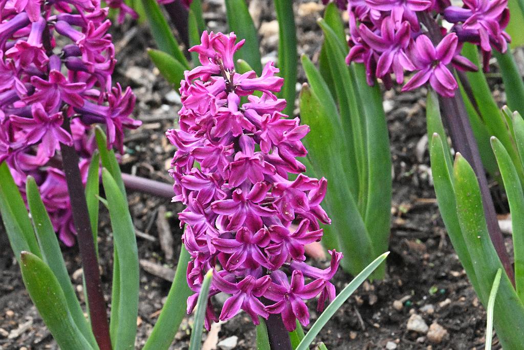 2025-04216450 Tower Hill Botanic Garden, MA.JPG - Hyacinth. New England Botanic Garden at Tower Hill, MA, 4-21-2025
